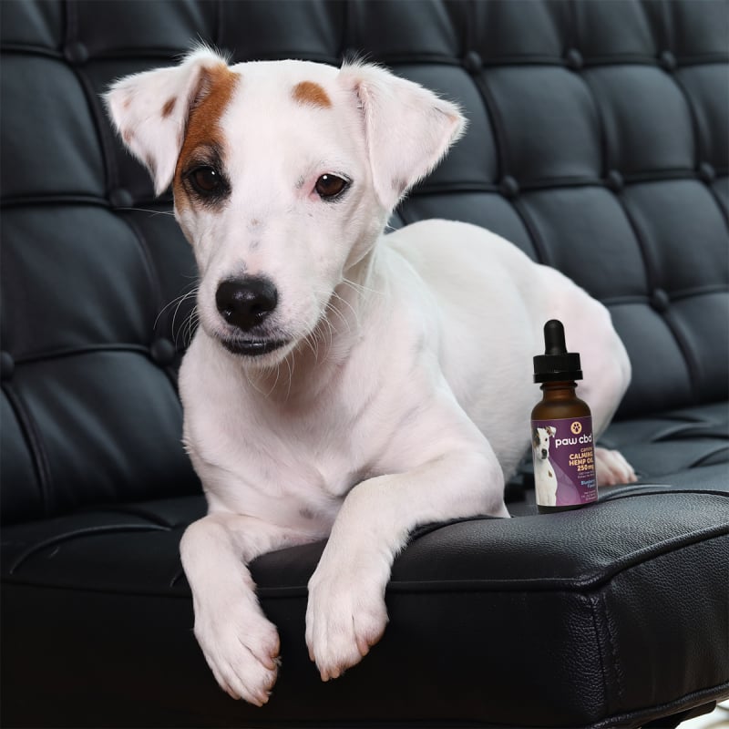 paw cbd Broad Spectrum CBD Dog Calming Oil Tincture - Blueberry | 30 ml