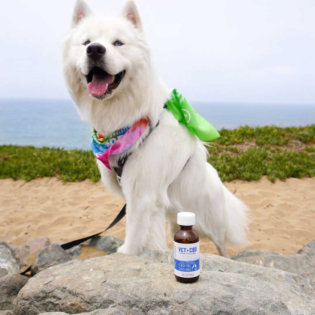 A happy dog sits next to a bottle of VETCBD hemp oil - promoting the benefits of hemp oil to improve pet comfort and well-being