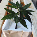 PRE-ORDER: Grow it From Home - CBD Hemp Plants (3 Pack)