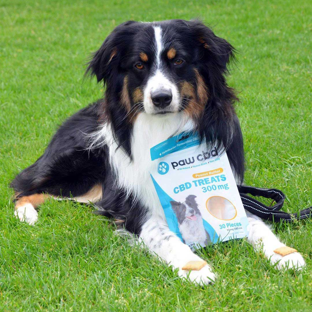 paw cbd Broad Spectrum CBD Dog Hard Chews & Treats ā Peanut Butter | 30 Count