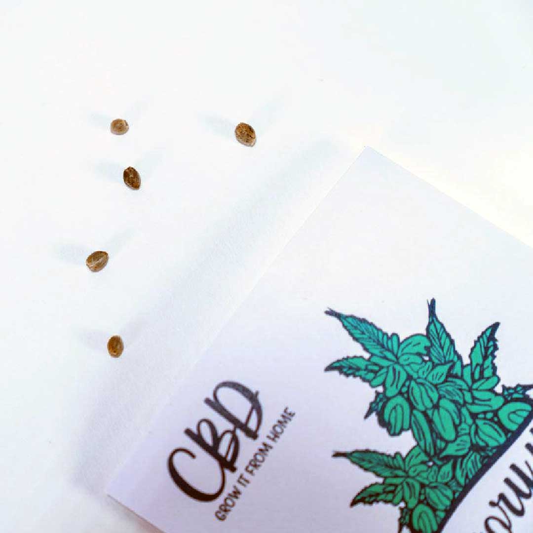 Feminized Hemp Seeds for CBD & CBD/THC Flower – Grow It From Home