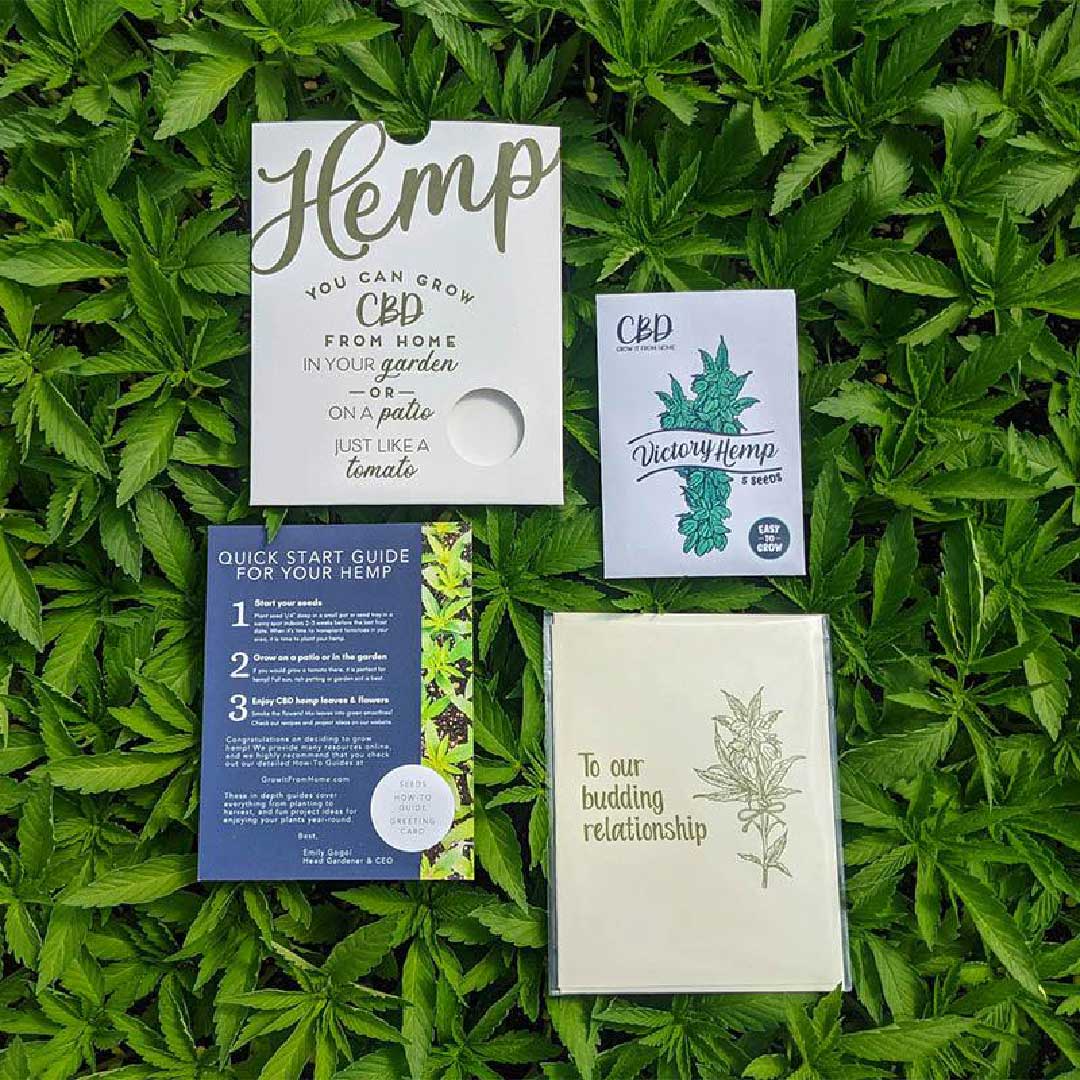 Feminized Hemp Seeds for CBD & CBD/THC Flower – Grow It From Home