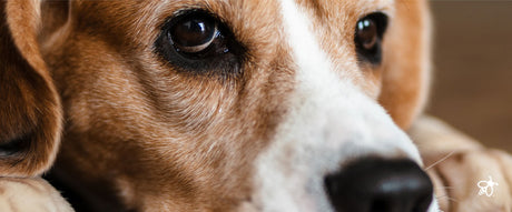 Hemp CBD for Dogs - Green Bee Life