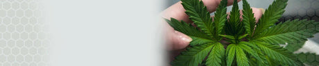 Hemp Plants & Seeds - Green Bee Life