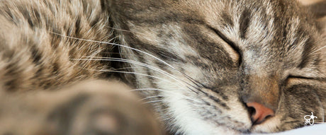 Hemp CBD for Cats - Green Bee Life