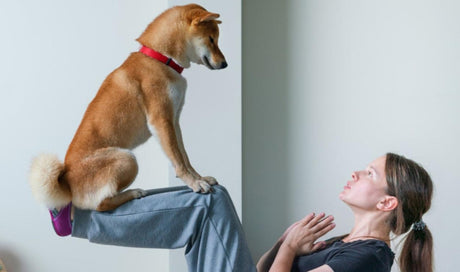 CBD for Pets - Green Bee Life