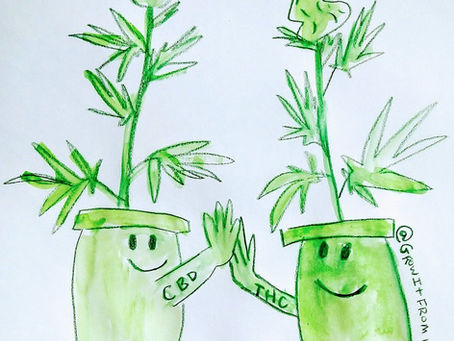 Feminized Hemp Seeds for CBD & CBD/THC Flower – Grow It From Home