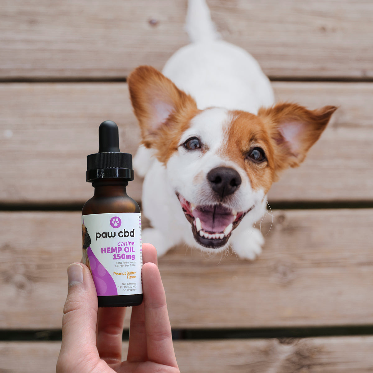 Happy dog enjoying a dose of Paw CBD Oil in Peanut Butter flavor, demonstrating the product's appeal and benefits for canine health