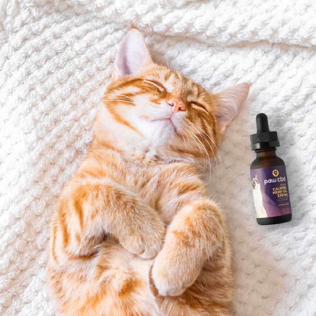 paw cbd Calming CBD Oil Tincture for Cats - Unflavored | 30 ml